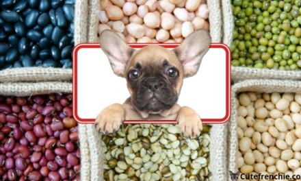 Can French Bulldogs Eat Beans?