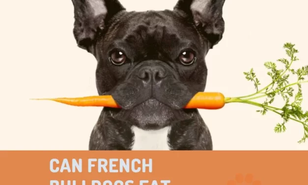 Can French Bulldogs Eat Carrots?