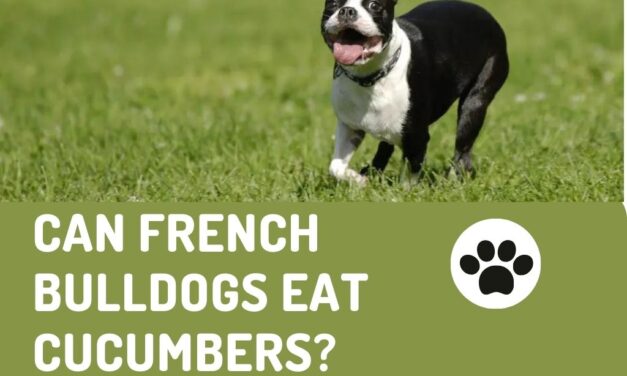 Can French Bulldogs Eat Cucumbers?