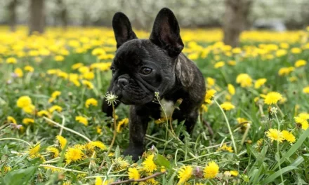 Can French Bulldogs Eat Dandelions?