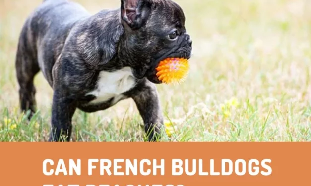 Can French Bulldogs Eat Peaches?
