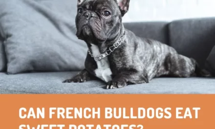 Can French Bulldogs Eat Sweet Potatoes?