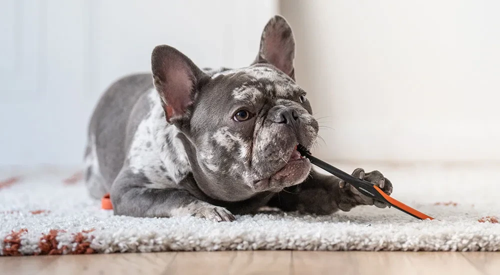 French bulldog bitting a toothbrush 