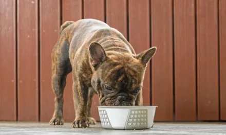 Feeding Your French Bulldog Puppy (Ultimate Guide & Tips)