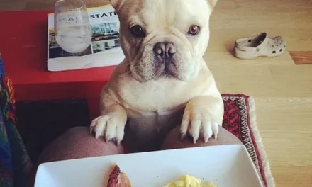 Can french bulldog eat boiled eggs?