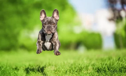 How Fast Can A French Bulldog Run?