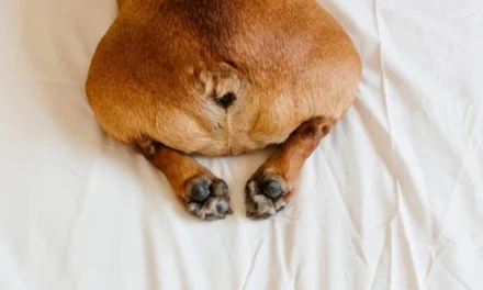 Why Are French Bulldogs Tails Docked?