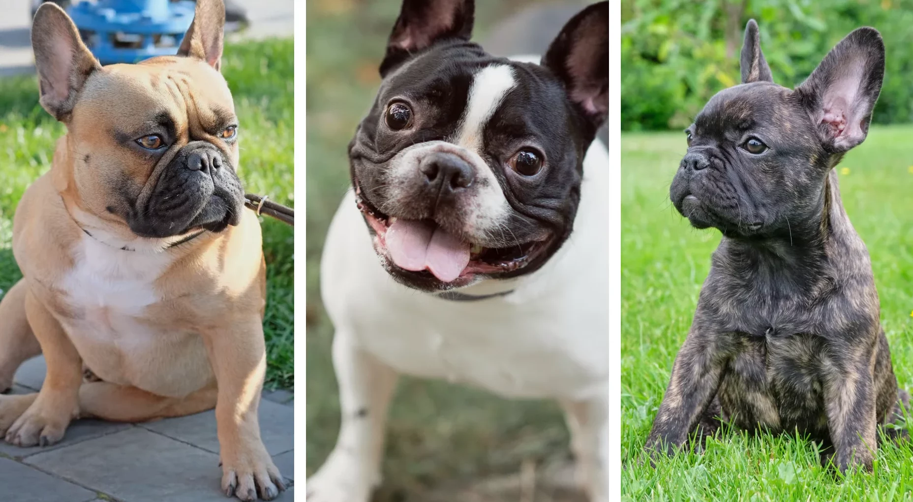 Three french bulldog pictures 