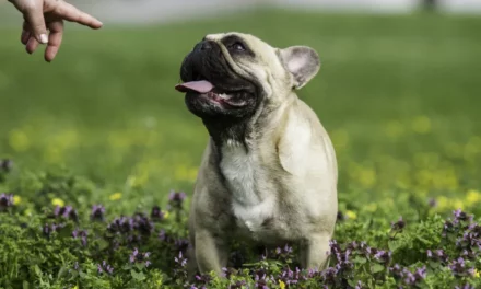 What is the Poisonous plants for french bulldogs?