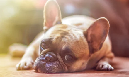 6 reasons Why you should neuter your Frenchie ?