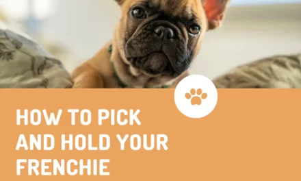 How To Pick Up And Hold A French Bulldog