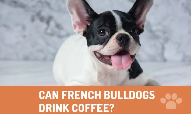 Can French Bulldogs Drink Coffee?