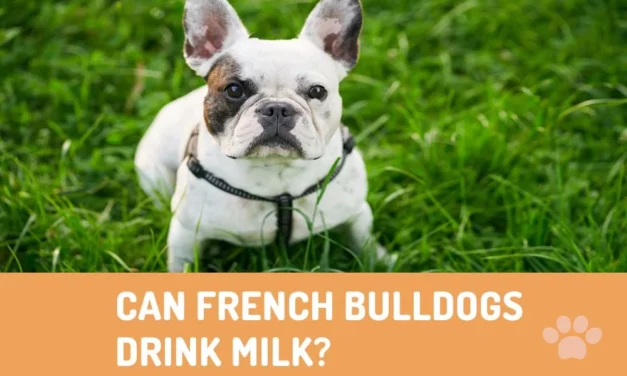 Can French Bulldogs Drink Milk?
