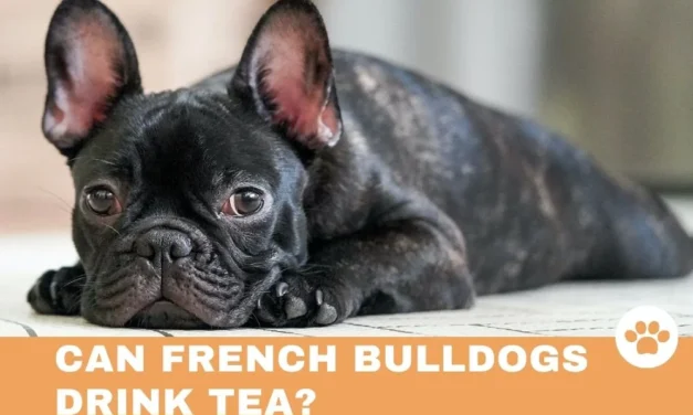 Can French Bulldogs Drink Tea?