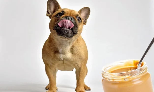 Can French Bulldogs Eat Peanut Butter?
