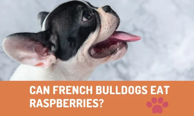 Can French Bulldogs Eat Raspberries?