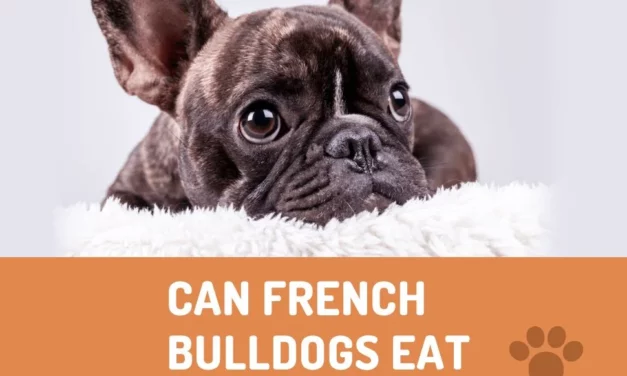 Can French bulldogs Eat Pears?
