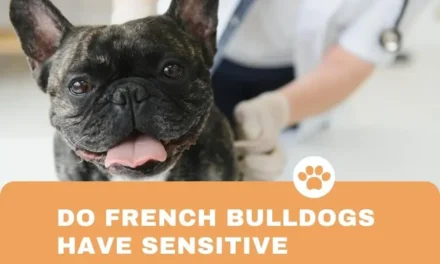 Do French Bulldogs Have Sensitive Stomachs?