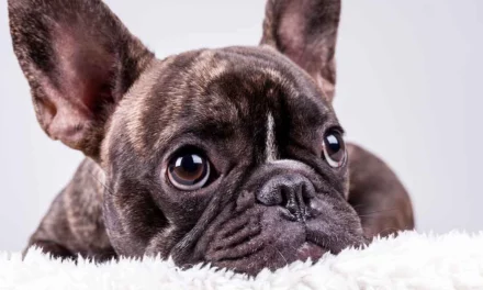 How To Manage French Bulldog Stress