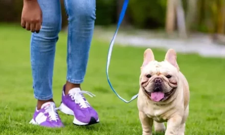 How To Potty Train A French Bulldog
