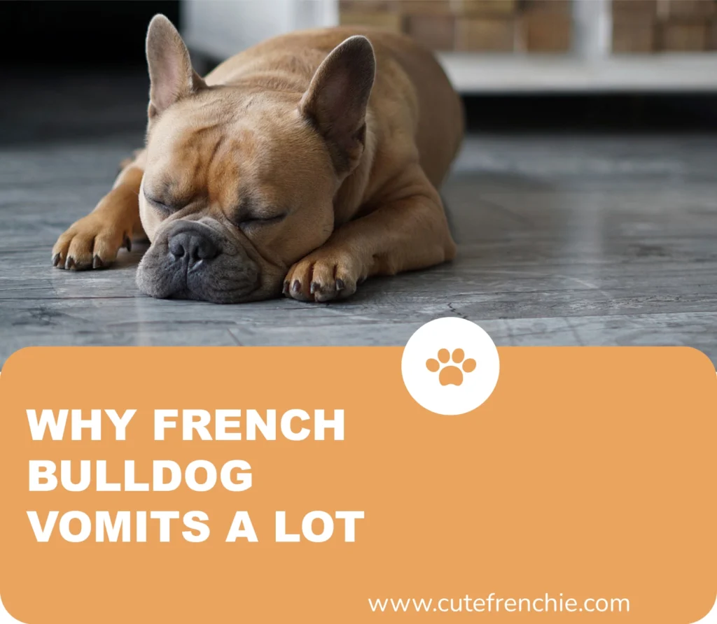 poster of why french bulldogs vomit