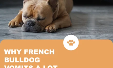 Why do French bulldogs throw up a lot?