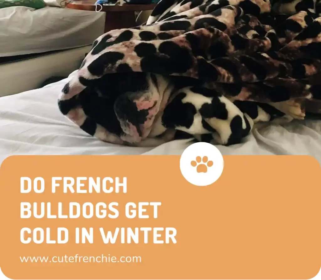 Poster of frenchies in winter