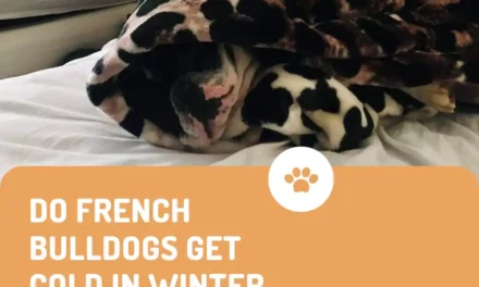 Do Frenchies get cold in winter