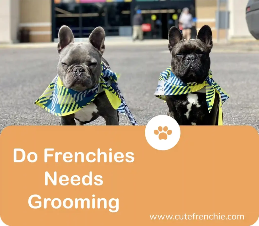 poster of Frenchies needs grooming