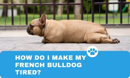 How do I make my French Bulldog tired?