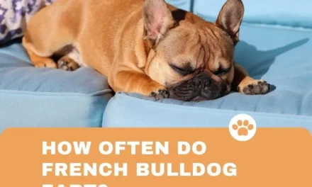 How often do French Bulldogs fart?