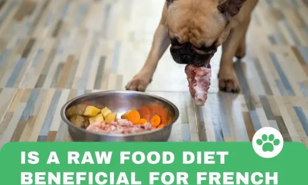 Is a Raw Food Diet Beneficial for French Bulldogs?