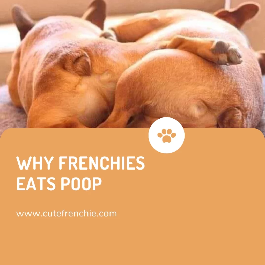 Poster of Why frenchies eats poop