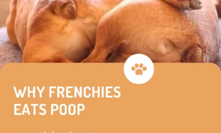 Why my french bulldog eats poop? How to stop it ?
