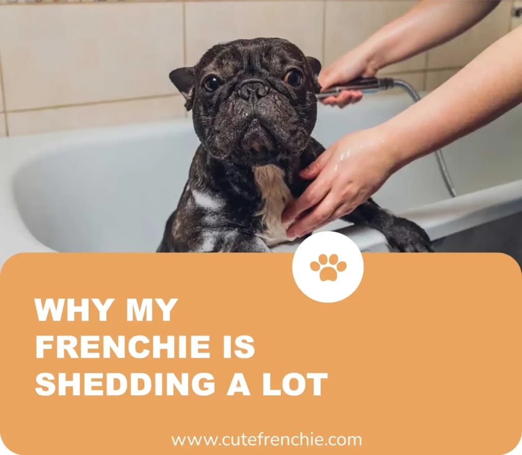 Poster of why frenchies are shedding