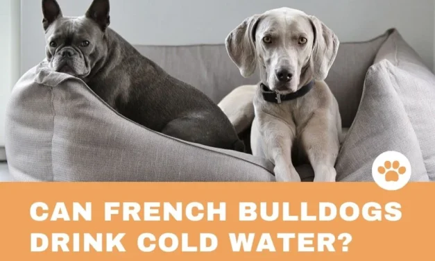 Can French Bulldogs Drink Cold Water?