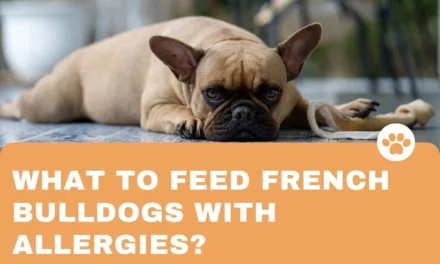 What to Feed French Bulldogs With Allergies?
