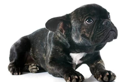 why are french bulldogs jealous ?