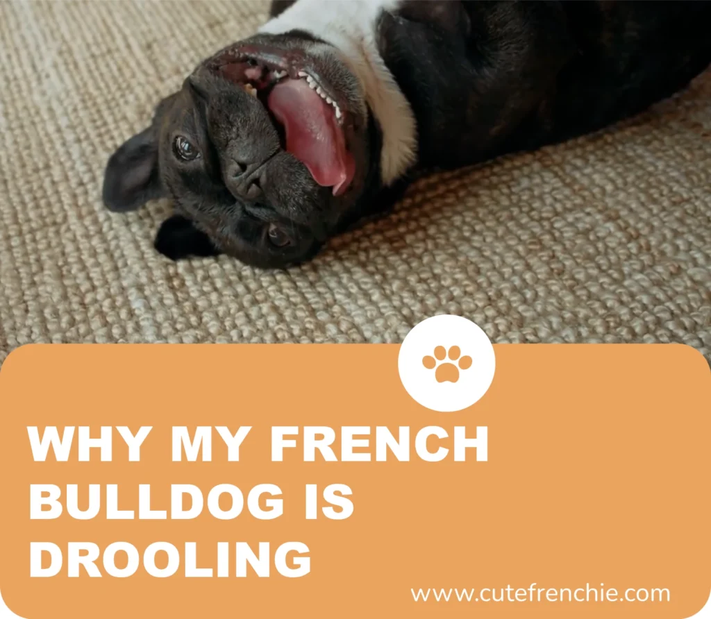 Poster of frenchie drooling