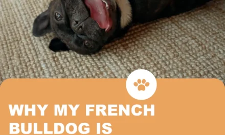 Why is my French Bulldog drooling all of a sudden ?