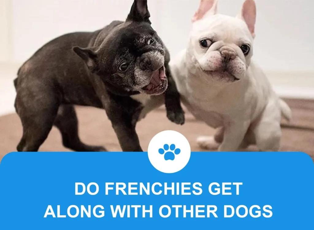 Poster containing two french bulldogs playing aggressively and title of poster