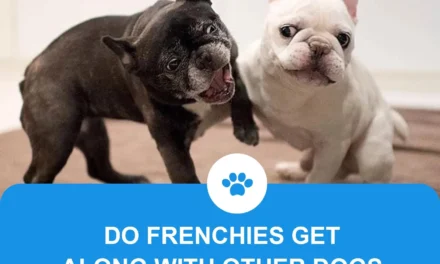 Are Frenchies get along with other dogs?