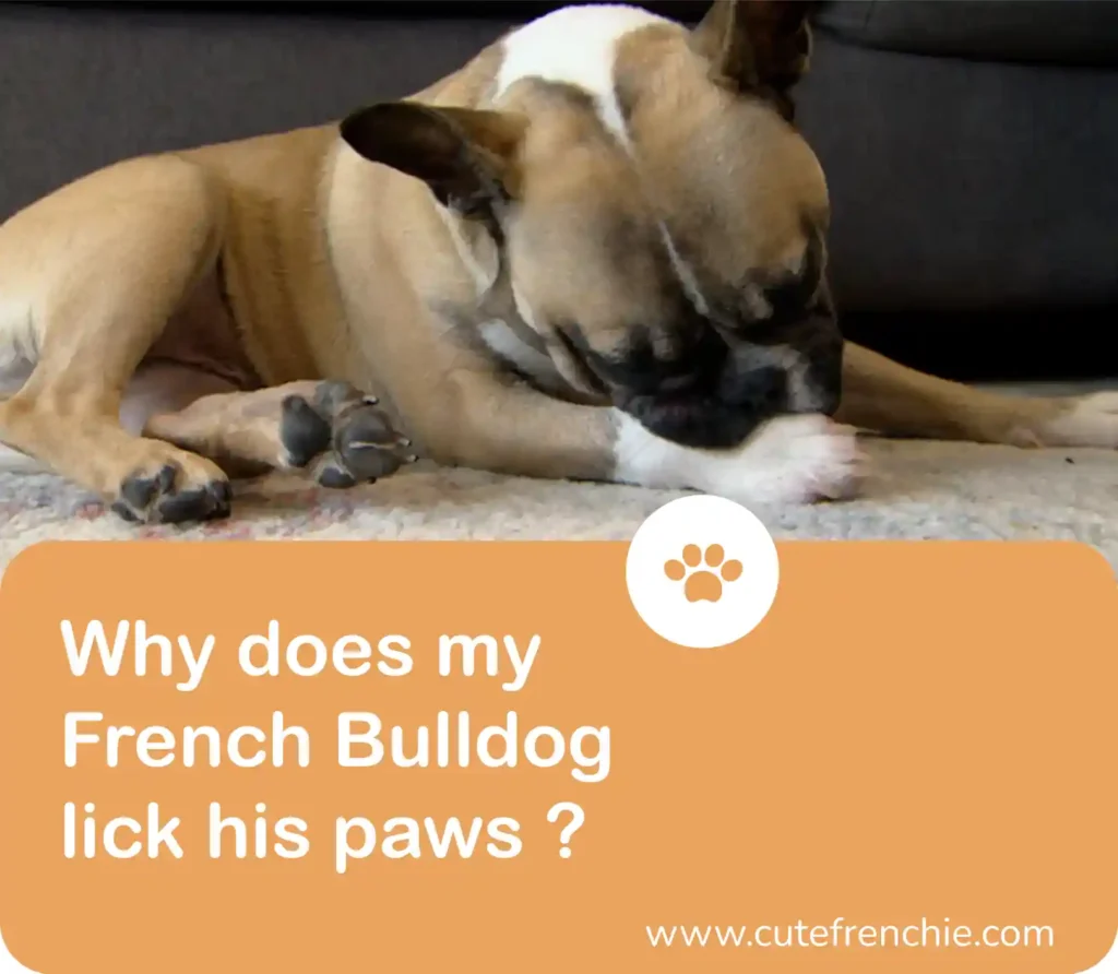 Poster of why does french bulldogs lick their paws