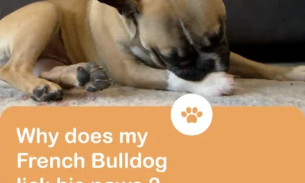 Why does my French Bulldog lick his paws so much?