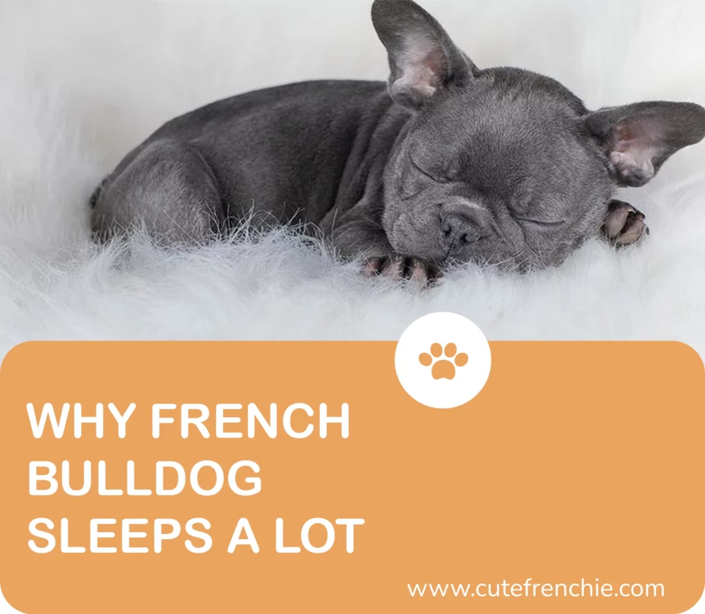 poster of why frenchies sleeps a lot