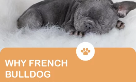 Is it normal for French bulldogs to sleep all day?