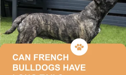 Can French Bulldogs Have Long Tail?