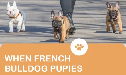 When Do French Bulldog Puppies Start Walking?