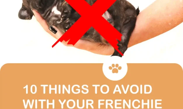 10 Things not to do with a French Bulldog