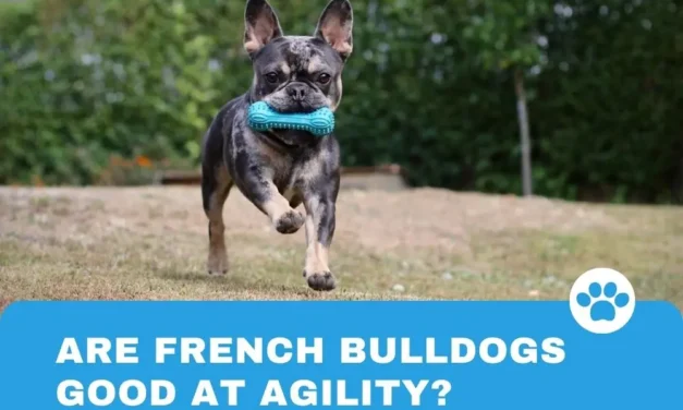 Are French Bulldogs good at agility?